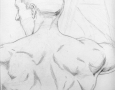 nude - sketch of male back structure